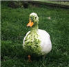 MiniP1geon's avatar