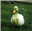 MiniP1geon's avatar
