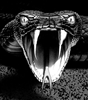 UmbraVipera's avatar