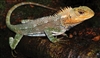LizardGuy2's avatar