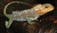 LizardGuy2's avatar