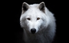 OrcristThorack's avatar