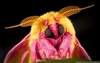 VenAMoth's avatar