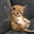 Lilithorsomething's avatar