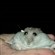 pixelated_Rat's avatar