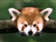 LonesomeRyder97's avatar