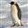 Emperor_Penguin's avatar
