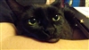 DeadlySqueak's avatar