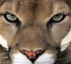 Sphinxfish417's avatar