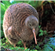 Kiwibird2007's avatar