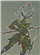 LotusForged's avatar