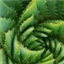 PlantXD's avatar