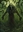 BjonerJohnson's avatar
