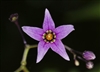 Bily_the_Raven's avatar