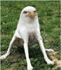 SirorMadem's avatar