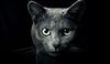 JuriLeoXeno's avatar