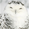strixhaven_initiate's avatar