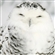 strixhaven_initiate's avatar