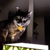 FearghusWolfspell's avatar