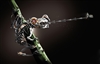 TheRealRobotFrog's avatar