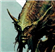 CaptainSaltmarshLuffy's avatar