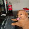 FoxtrotZer0's avatar