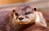 OtterLover07's avatar