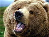 Bamphibian's avatar