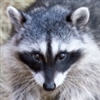 Scavenger8x8's avatar