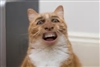 SyntheticXNYNEX's avatar