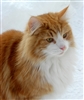 Fluffycatlordess's avatar