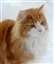 Fluffycatlordess's avatar
