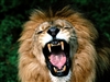 ArgScaryLion's avatar