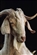 Goat_Lord's avatar