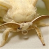Beeeble's avatar