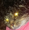 SyntaxOmitted's avatar