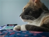 lucy3107's avatar