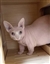 Eggroll32's avatar