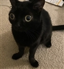 UbeddaRecognize's avatar