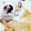 Catpersonhascats's avatar
