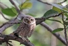 MyriadOwltamer813's avatar