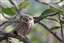 MyriadOwltamer813's avatar