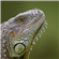 tomisfindingthewhales's avatar