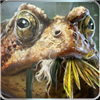 Amfibius's avatar