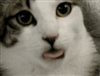 mrmartan's avatar