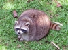 Nox_Obscurus's avatar