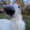 ACTG's avatar