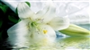 O_Castitatis_Lilium28's avatar