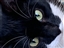 Arsony442's avatar