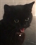 iispookie's avatar
